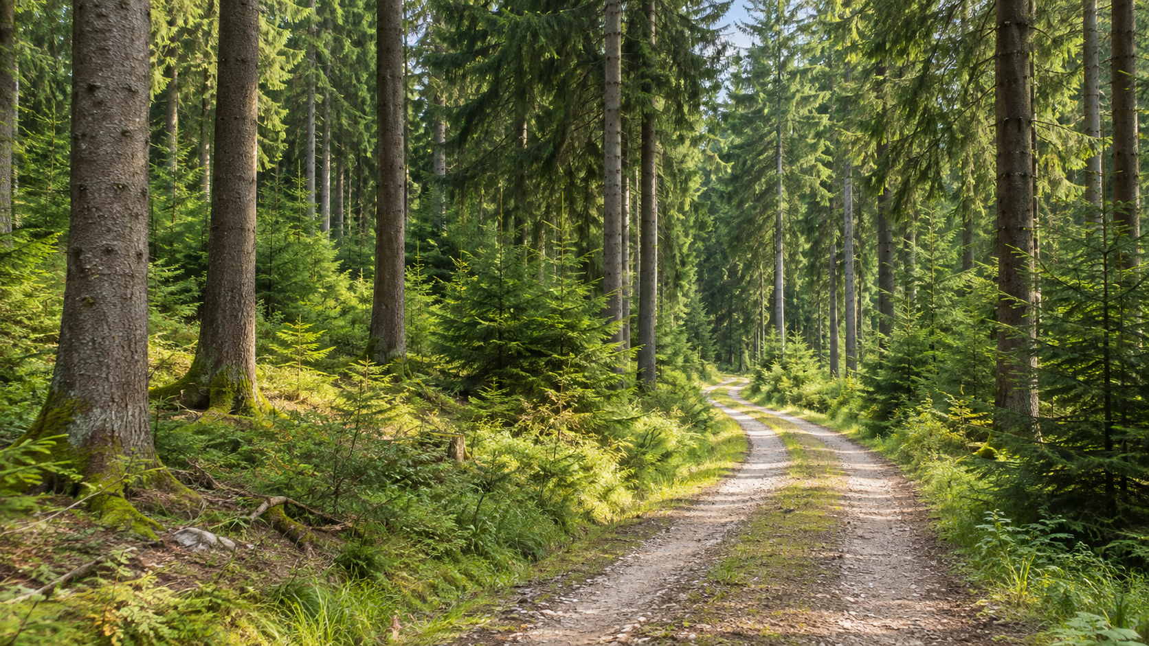 Österreichischer Fichtenwald mit hellem Forstweg